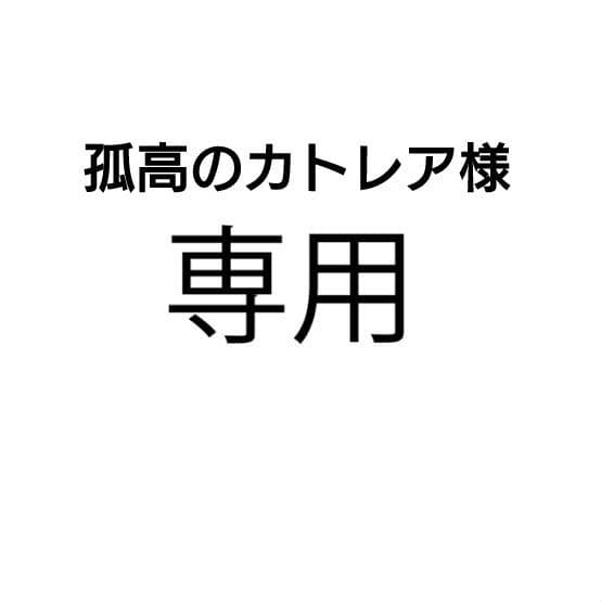 孤高のカトレア