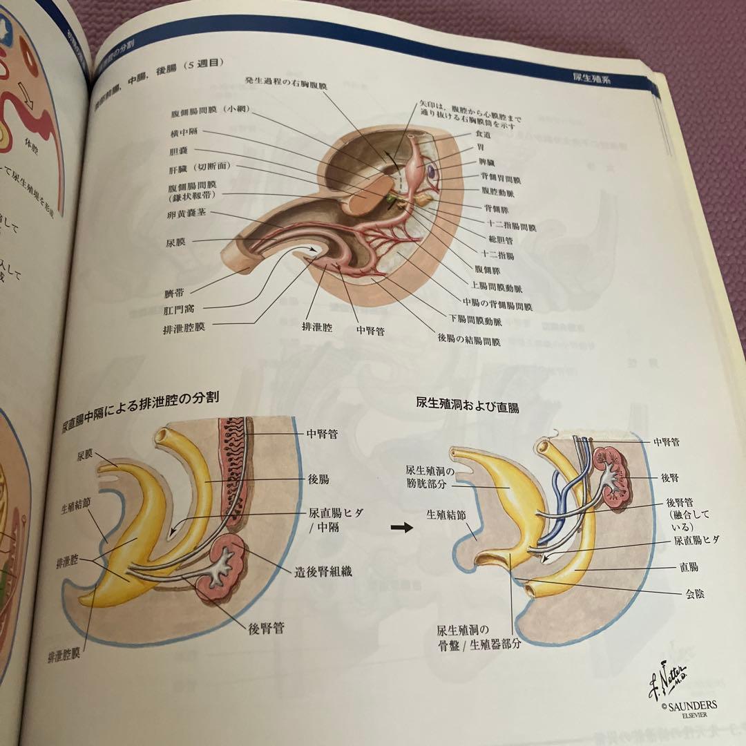 ネッター発生学アトラス