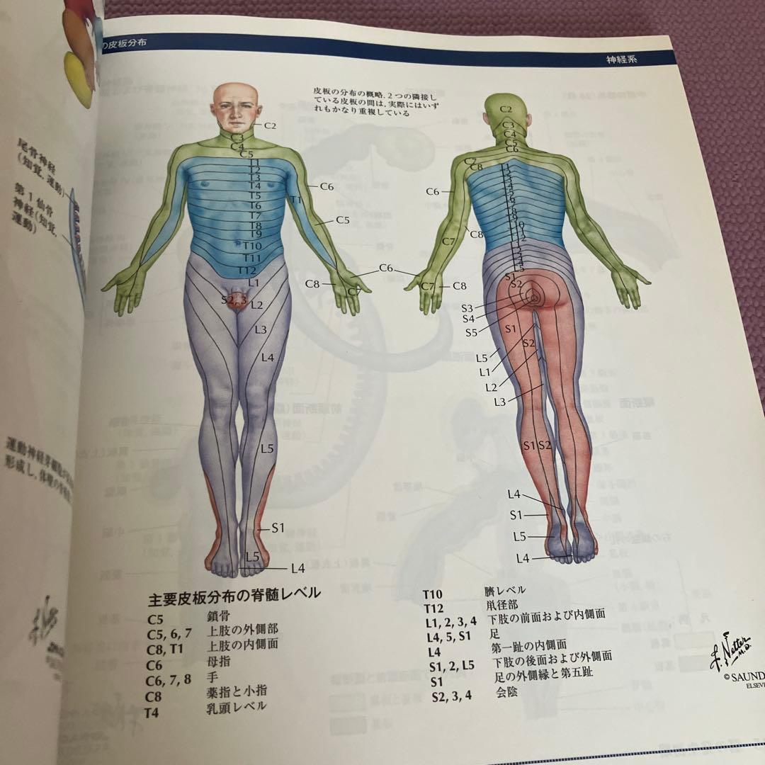ネッター発生学アトラス