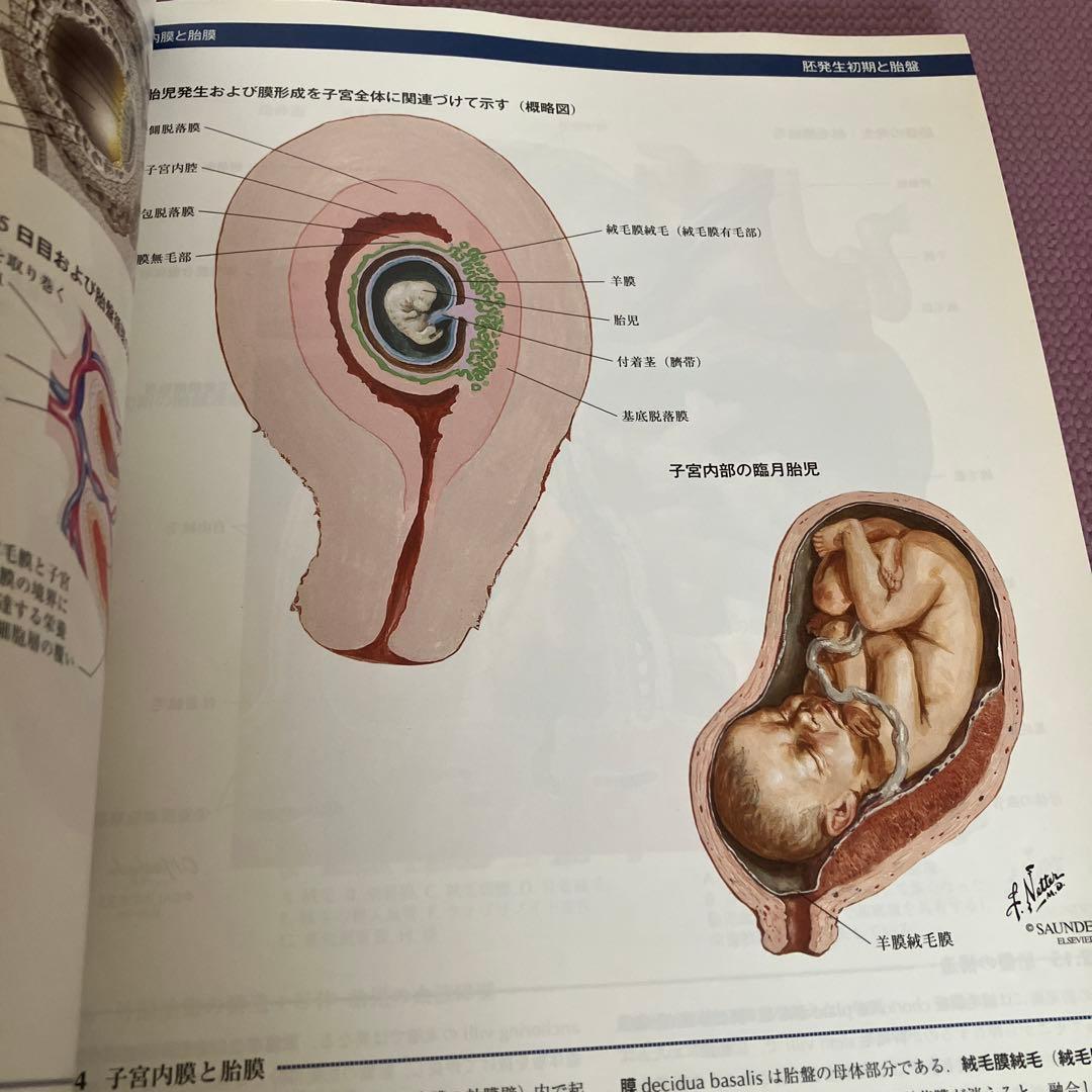 ネッター発生学アトラス