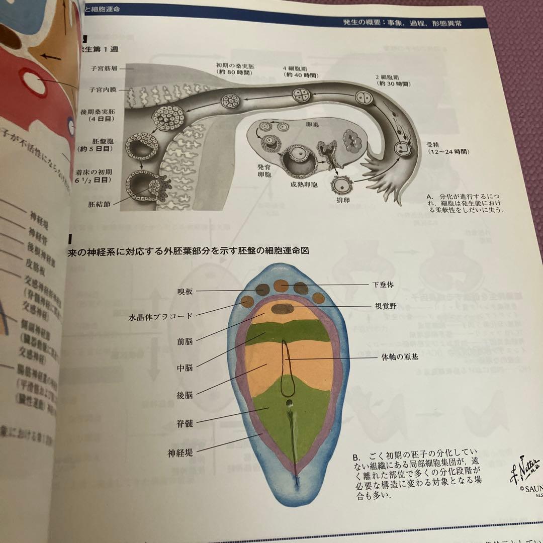 ネッター発生学アトラス