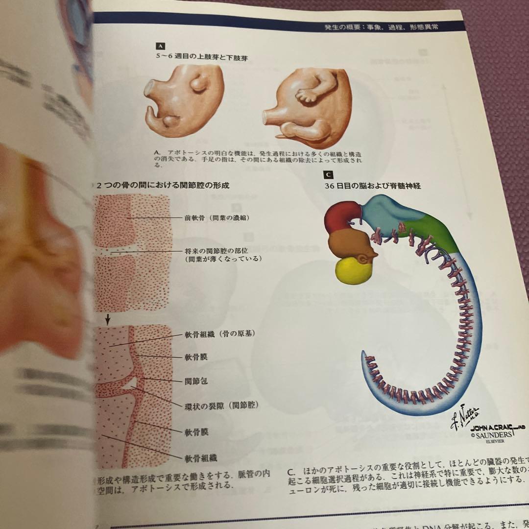 ネッター発生学アトラス