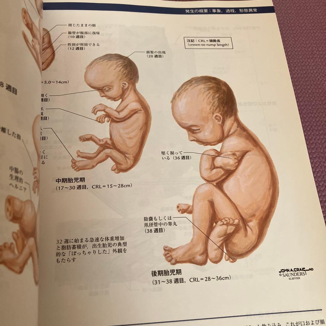 ネッター発生学アトラス