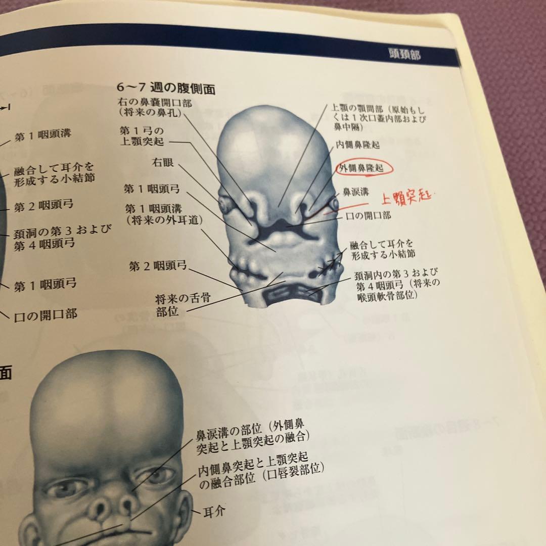 ネッター発生学アトラス