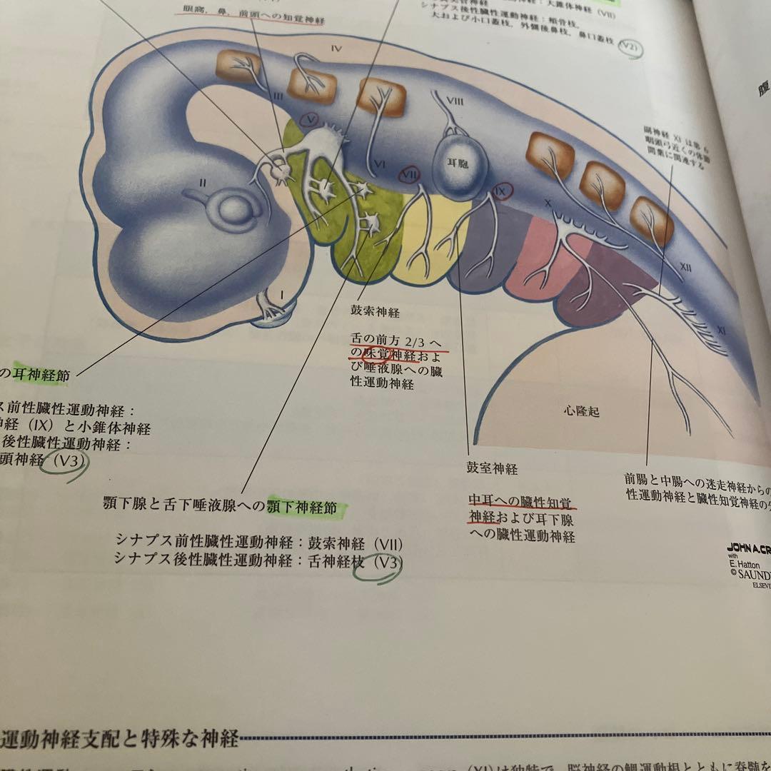 ネッター発生学アトラス