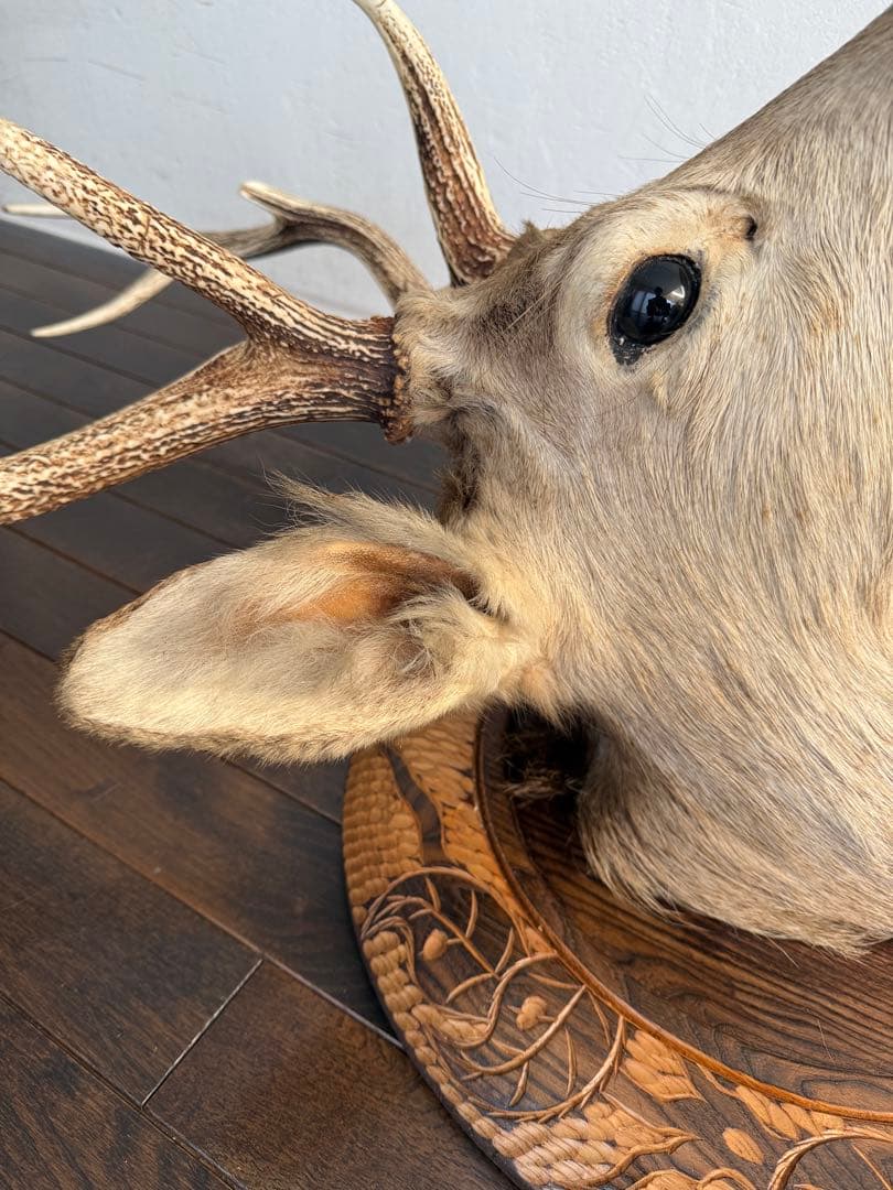 蝦夷鹿（エゾシカ）ハンティングトロフィー