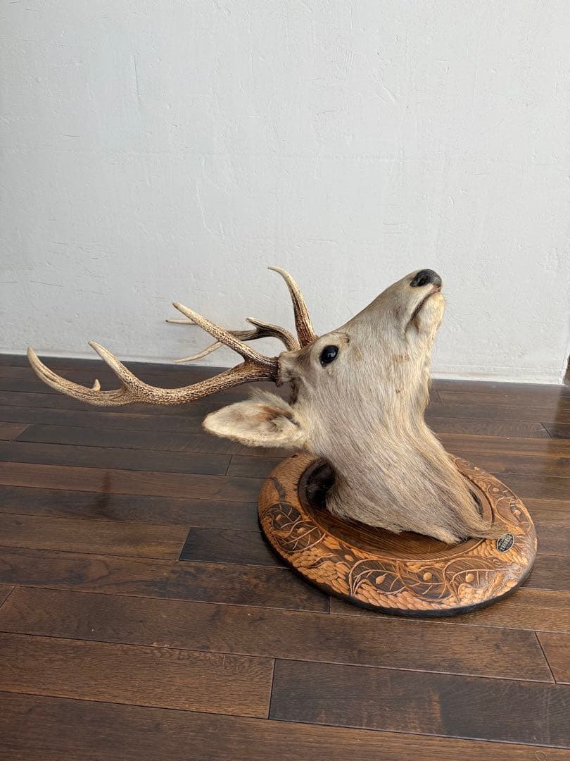 蝦夷鹿（エゾシカ）ハンティングトロフィー