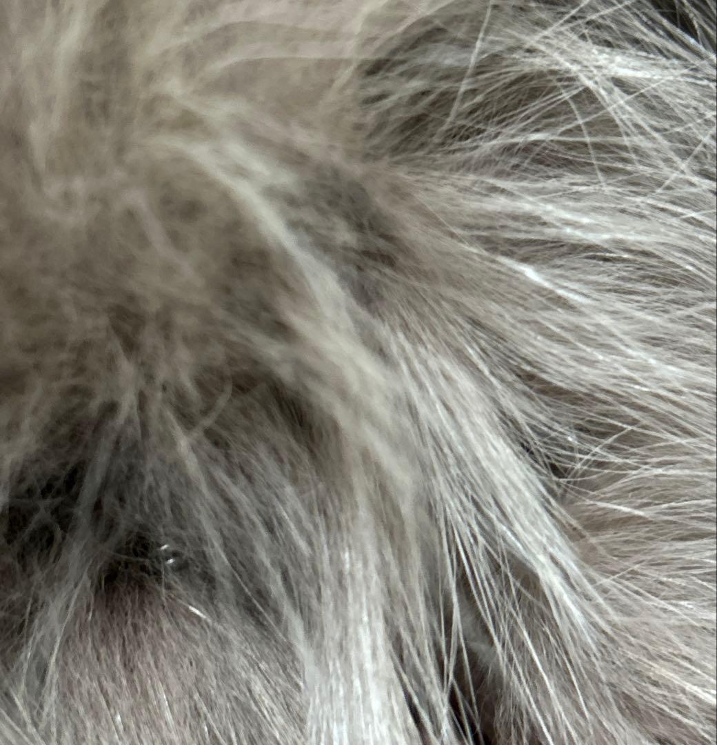 DURAS ambient ブルーフォックスリアルファー　クロップドジャケット