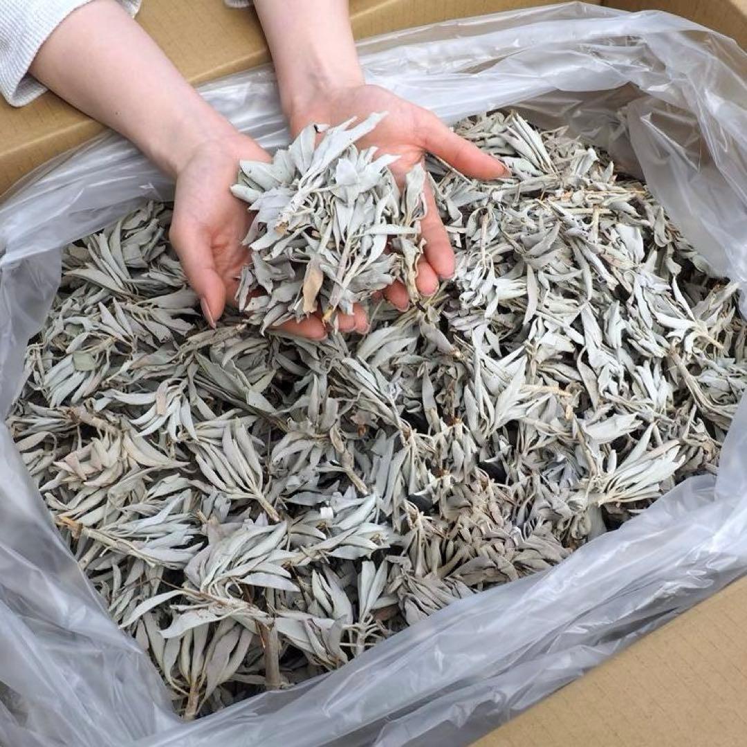激安お買い得☆800g＜浄化☆邪気祓い☆カリフォルニア産ホワイトセージ枝付き＞