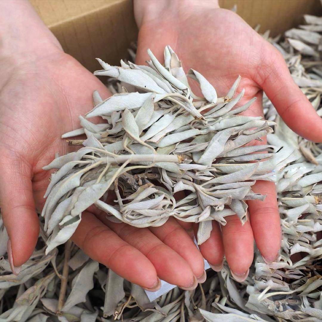 激安お買い得☆800g＜浄化☆邪気祓い☆カリフォルニア産ホワイトセージ枝付き＞