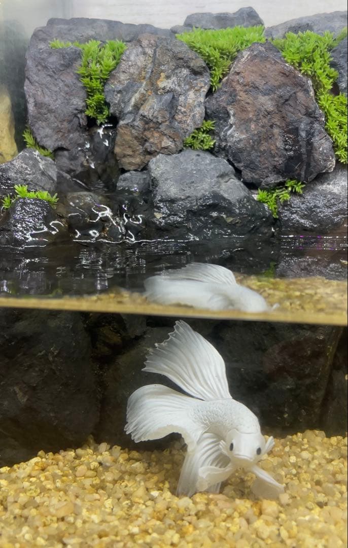 アクアテラリウム　No.6、NO.2セット