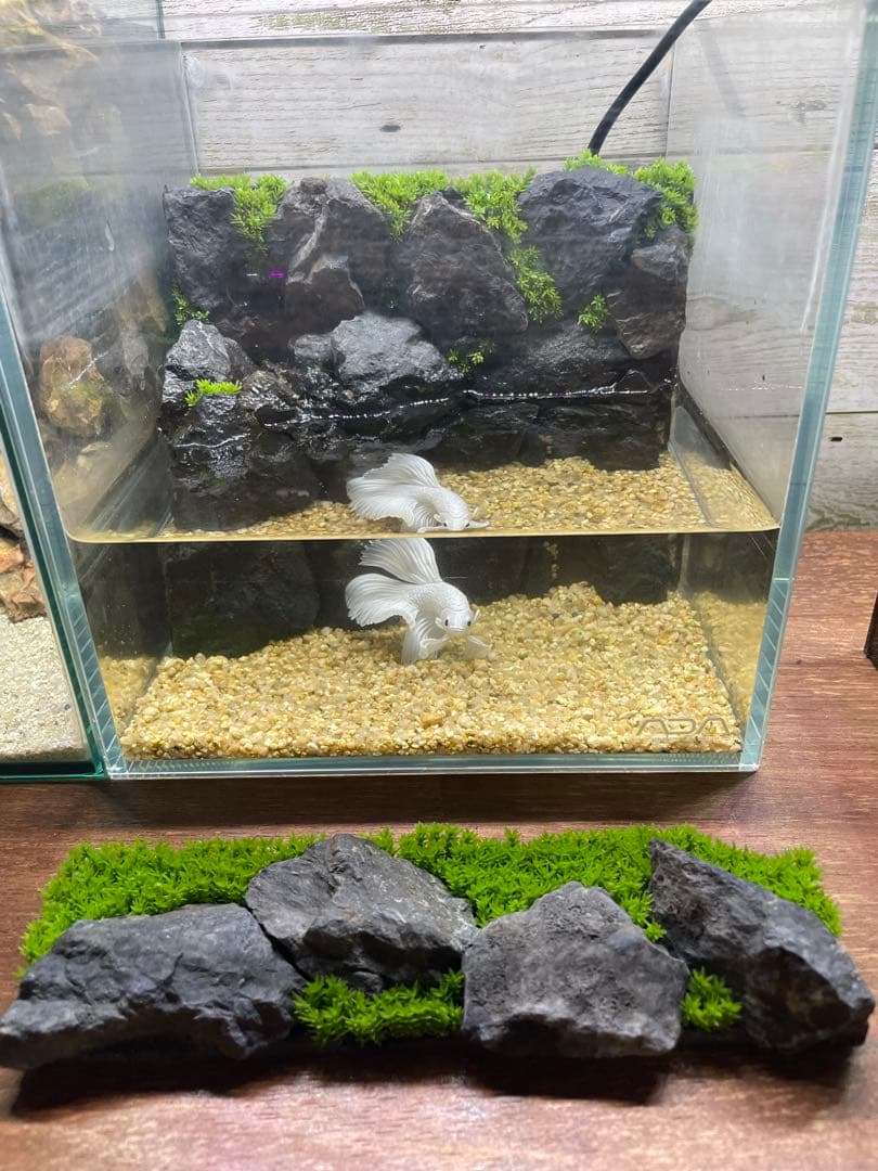 アクアテラリウム　No.6、NO.2セット