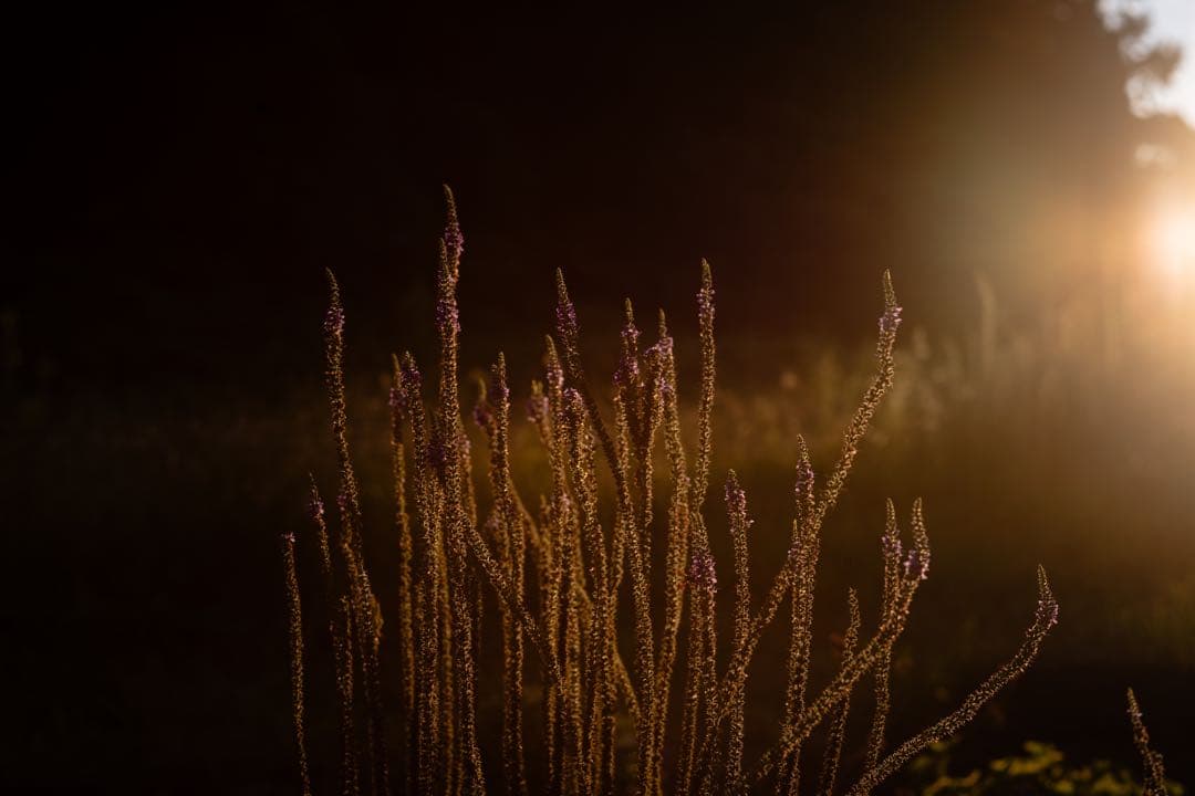 レンズ(単焦点) Leica Summicron R 50mm f2