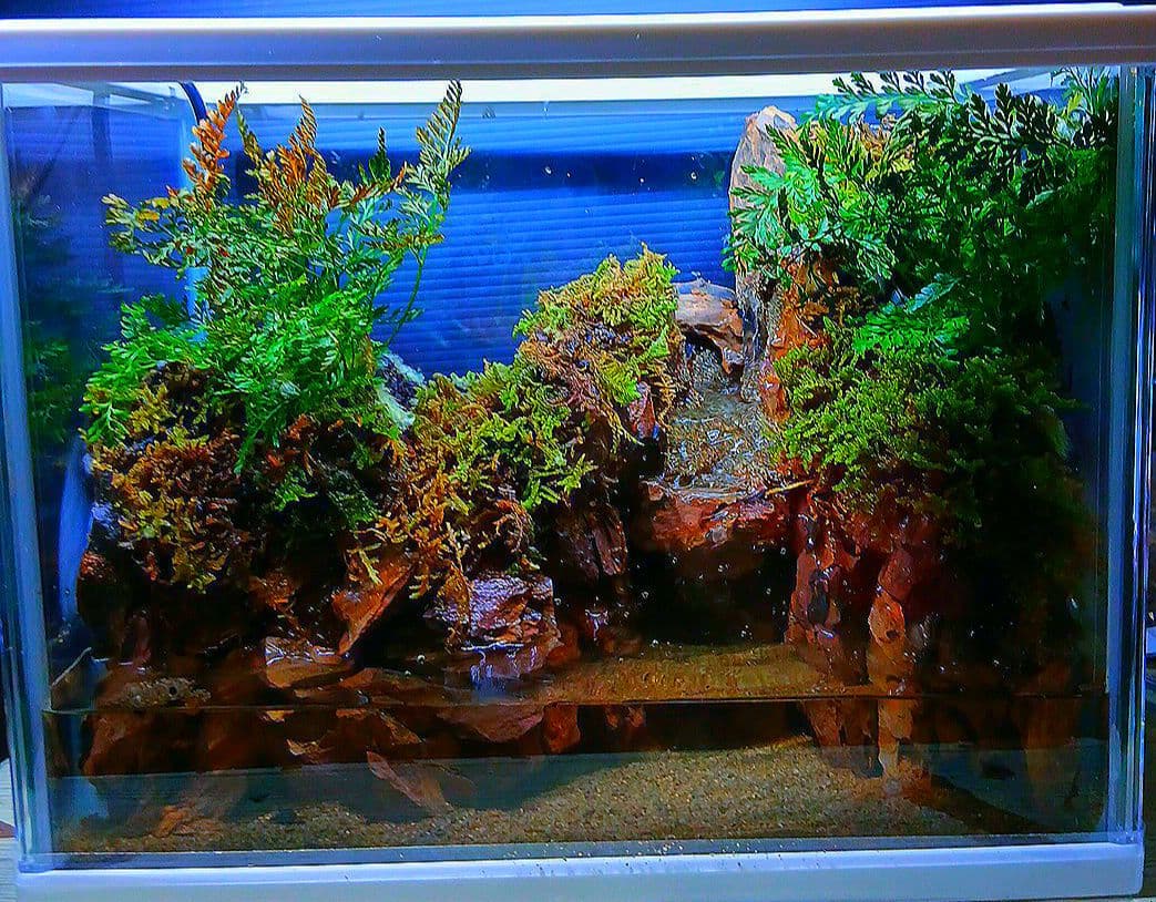 アクアテラリウム 水槽 完成品