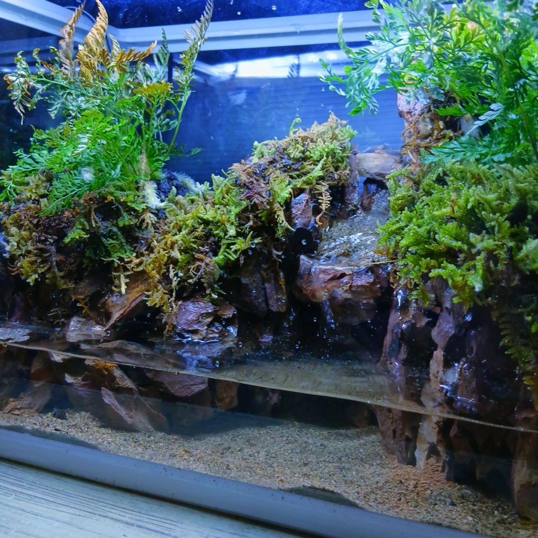 アクアテラリウム 水槽 完成品