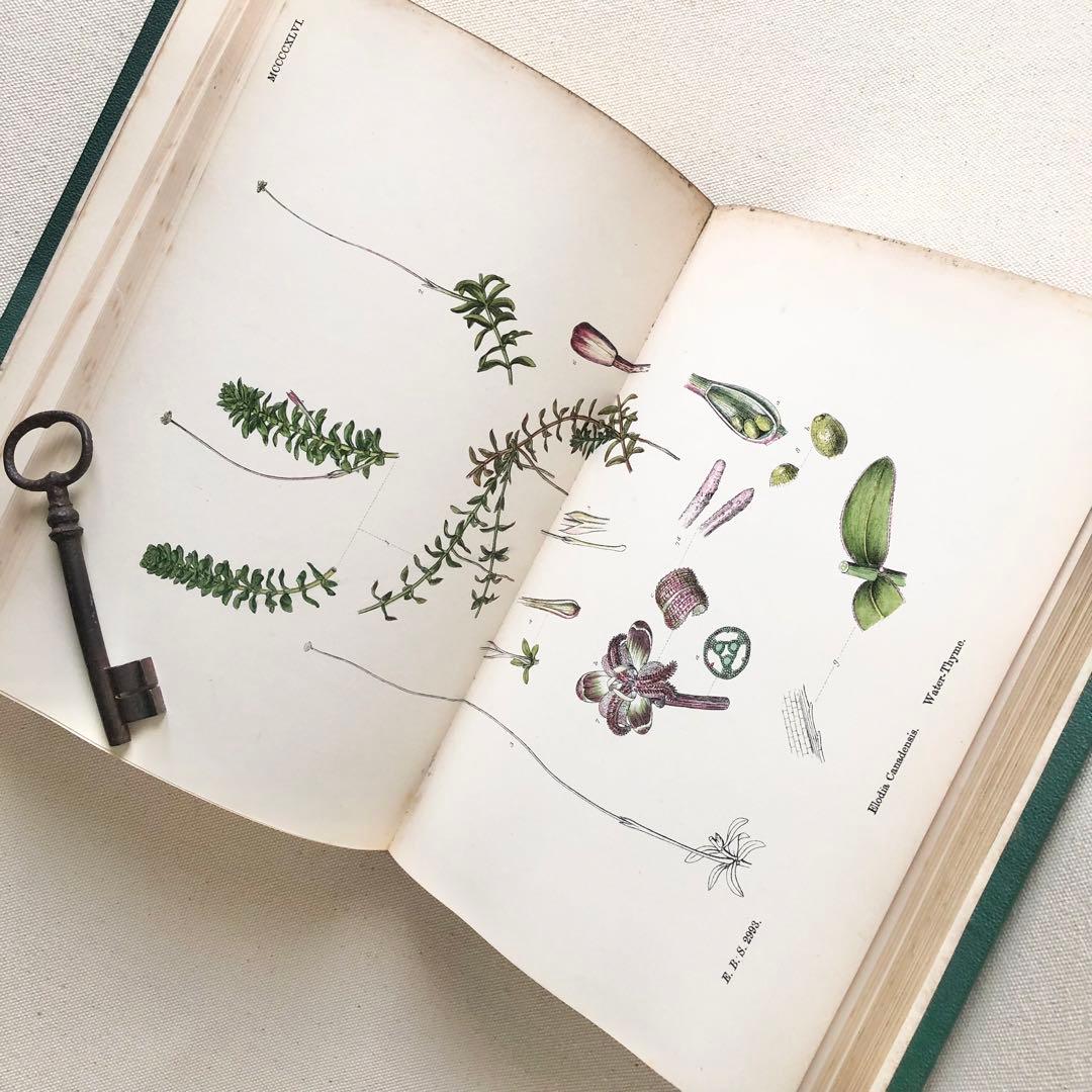 1869年！ 超希少　手彩色160枚　サワビーの英国植物図鑑ＩＸ　アンティーク