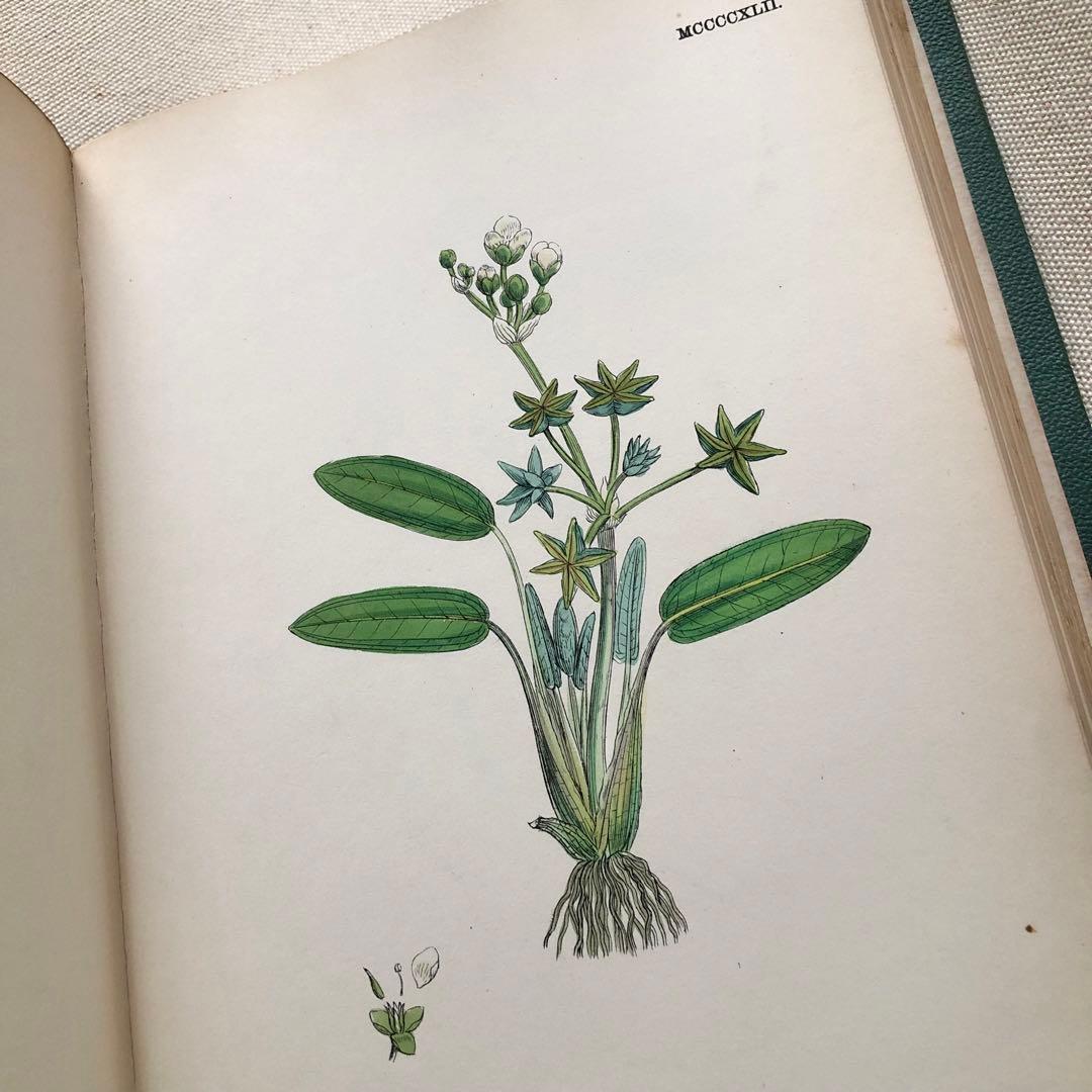 1869年！ 超希少　手彩色160枚　サワビーの英国植物図鑑ＩＸ　アンティーク