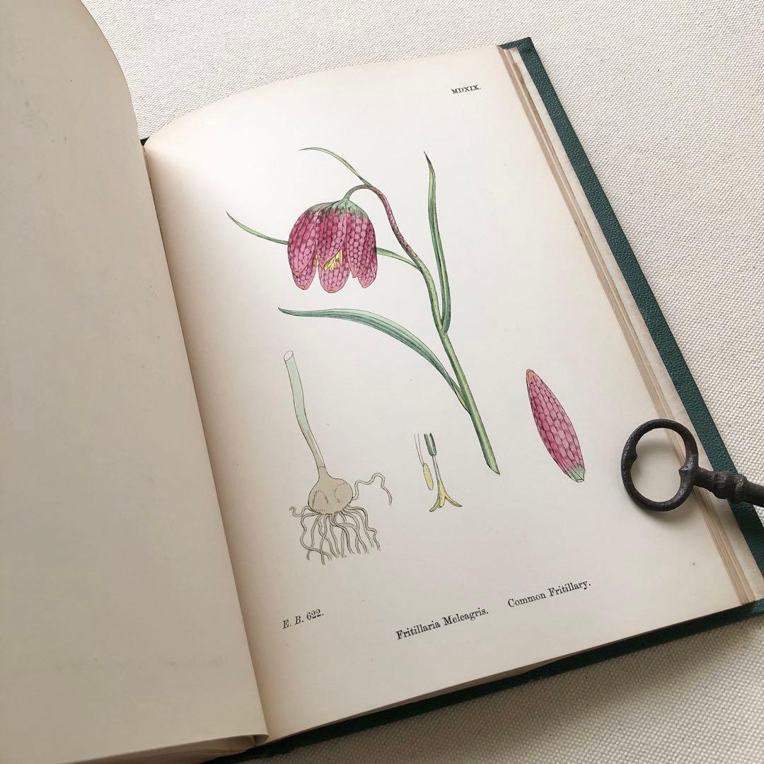 1869年！ 超希少　手彩色160枚　サワビーの英国植物図鑑ＩＸ　アンティーク