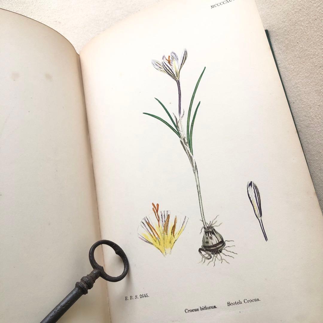 1869年！ 超希少　手彩色160枚　サワビーの英国植物図鑑ＩＸ　アンティーク