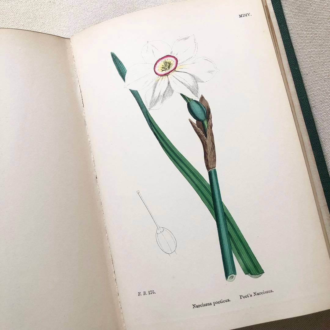 1869年！ 超希少　手彩色160枚　サワビーの英国植物図鑑ＩＸ　アンティーク