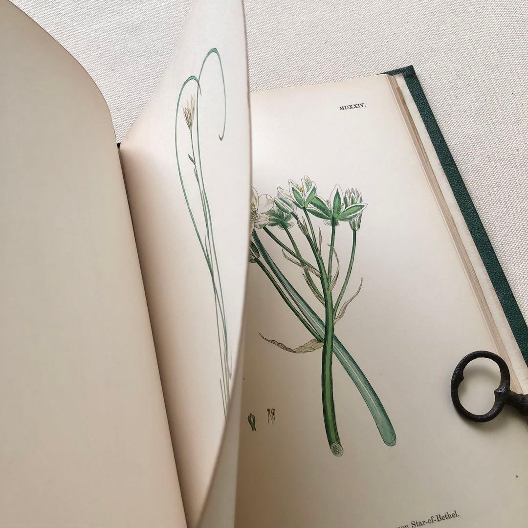 1869年！ 超希少　手彩色160枚　サワビーの英国植物図鑑ＩＸ　アンティーク