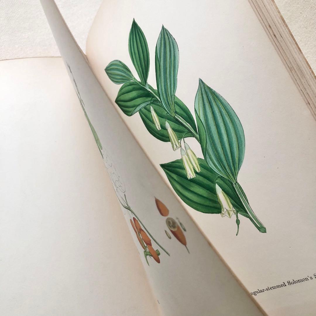 1869年！ 超希少　手彩色160枚　サワビーの英国植物図鑑ＩＸ　アンティーク