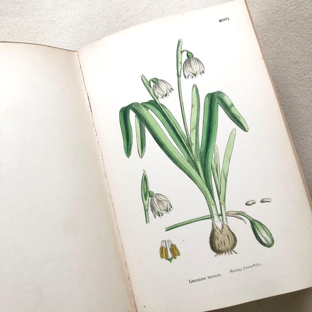 1869年！ 超希少　手彩色160枚　サワビーの英国植物図鑑ＩＸ　アンティーク