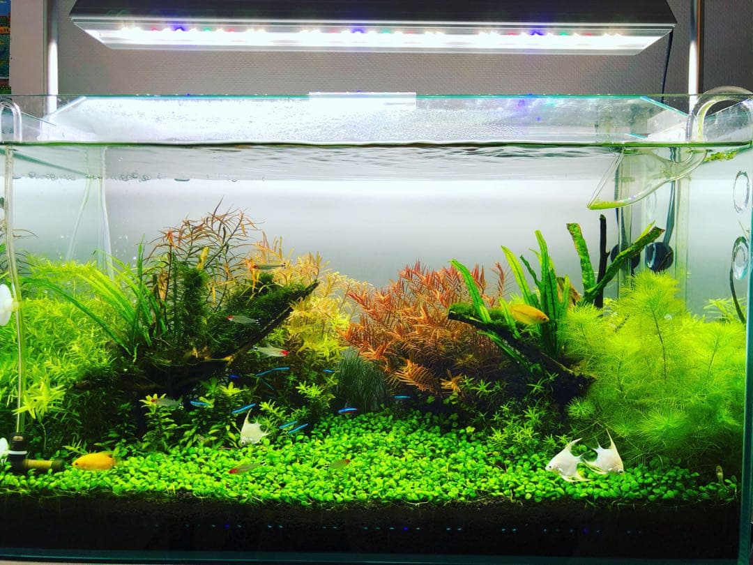 【アキ】水槽 フルセット 引き取り限定／CO2・LED・外部F付