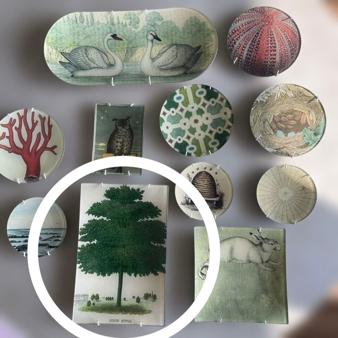 ジョンダリアン　Sugar Maple トレイ