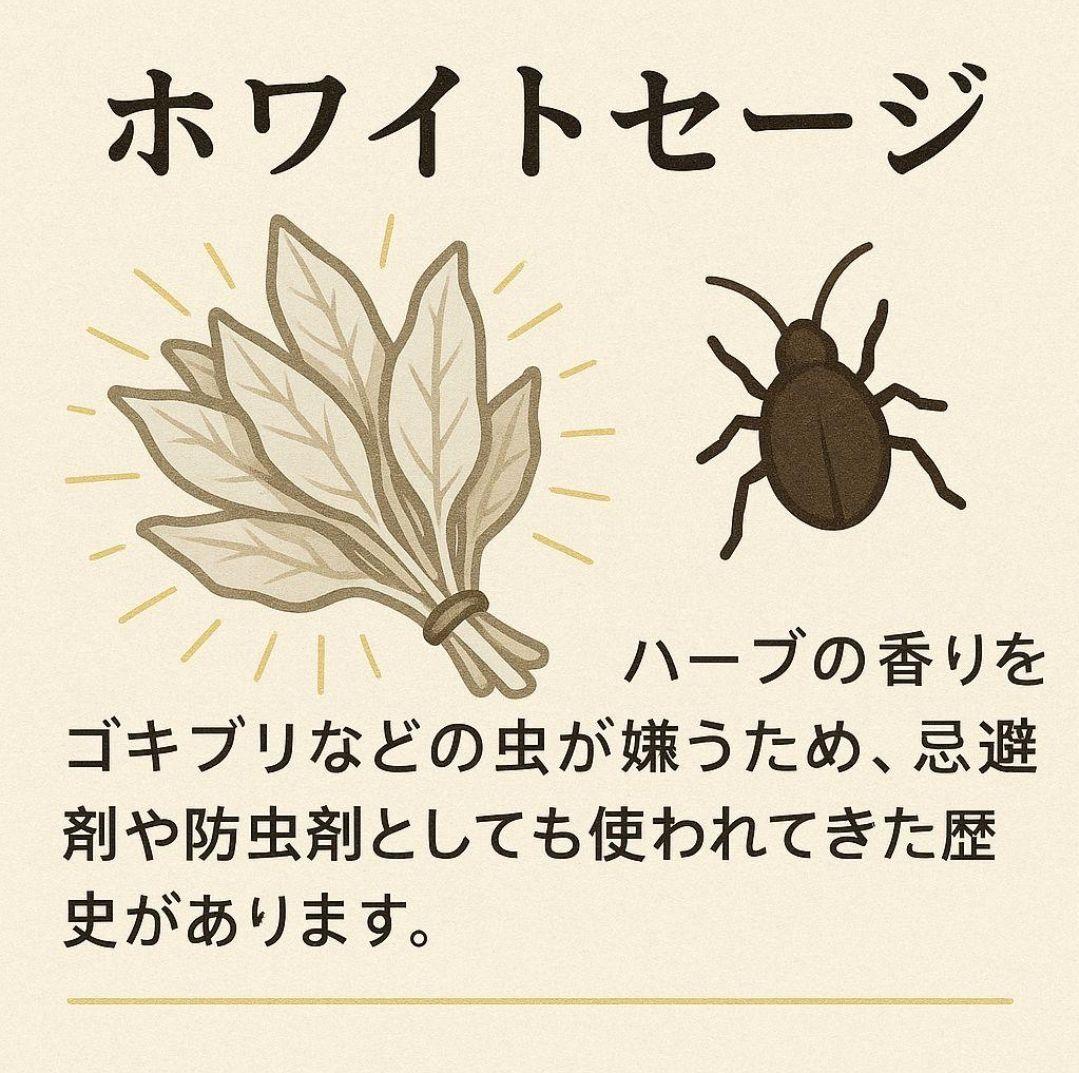激安価格☆無農薬ホワイトセージ枝付きクラスター1kg箱入りお香浄化業務用価額
