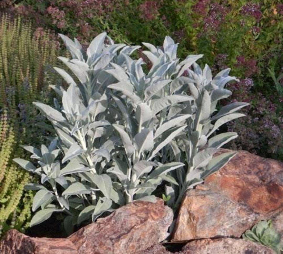 激安価格☆無農薬ホワイトセージ枝付きクラスター1kg箱入りお香浄化業務用価額