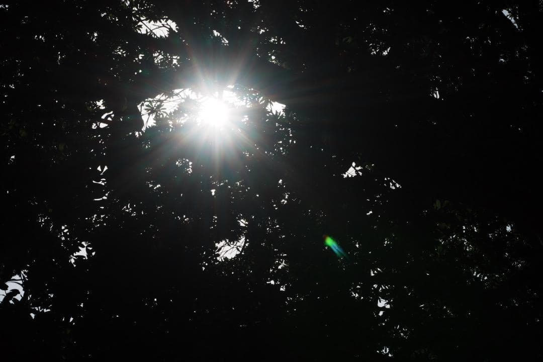 オリケ【美品】Ai Nikkor 50mm F1.8 625