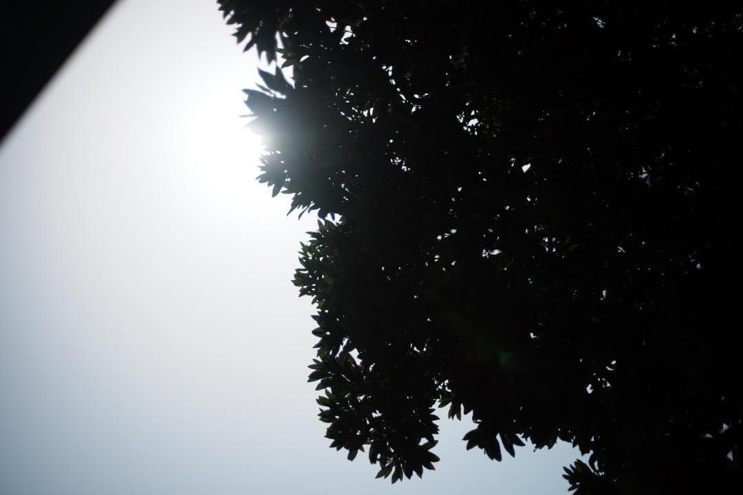 オリケ【美品】Ai Nikkor 50mm F1.8 625