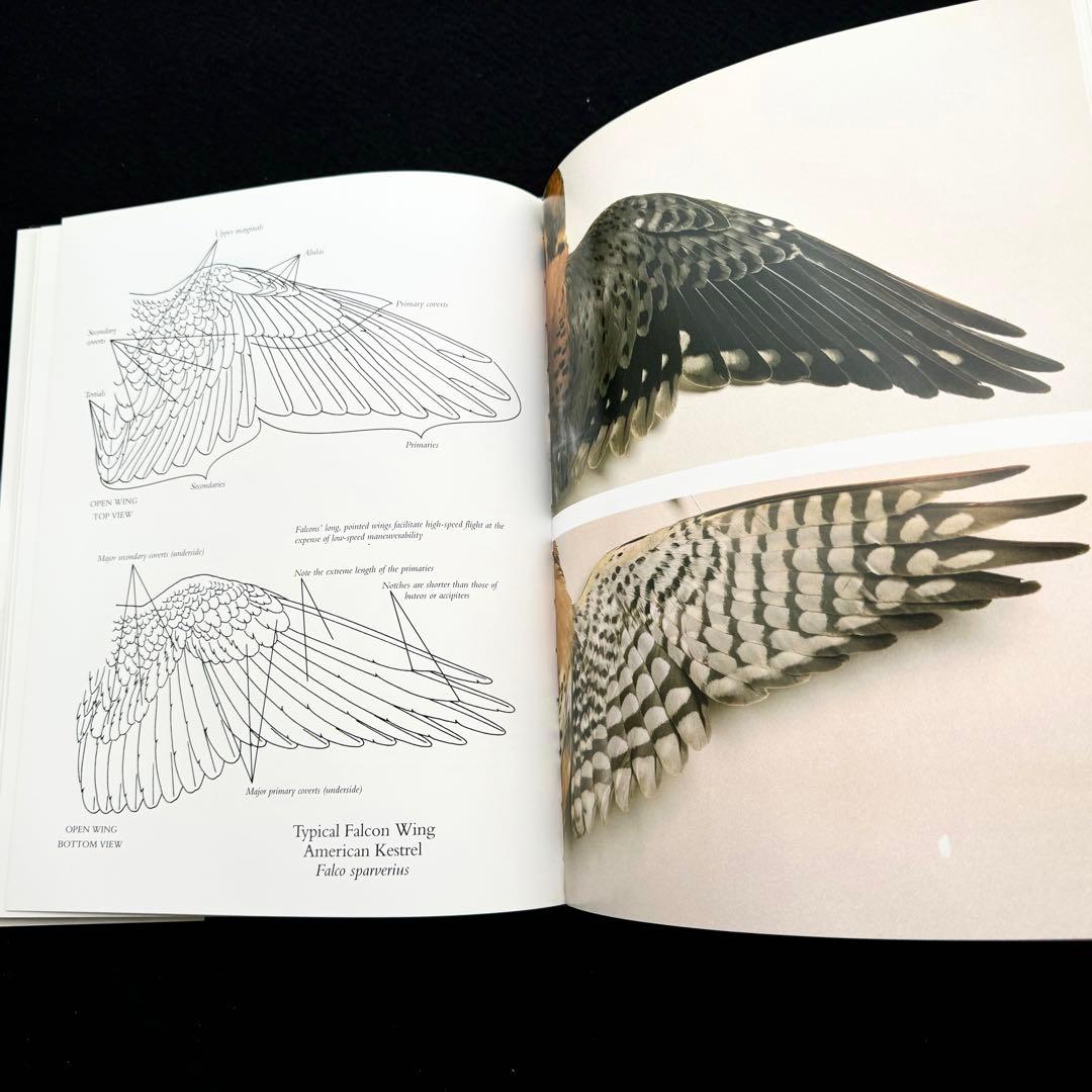 タカ ハヤブサなど猛禽類 写真集「Birds of Prey」フロイド・ショルツ