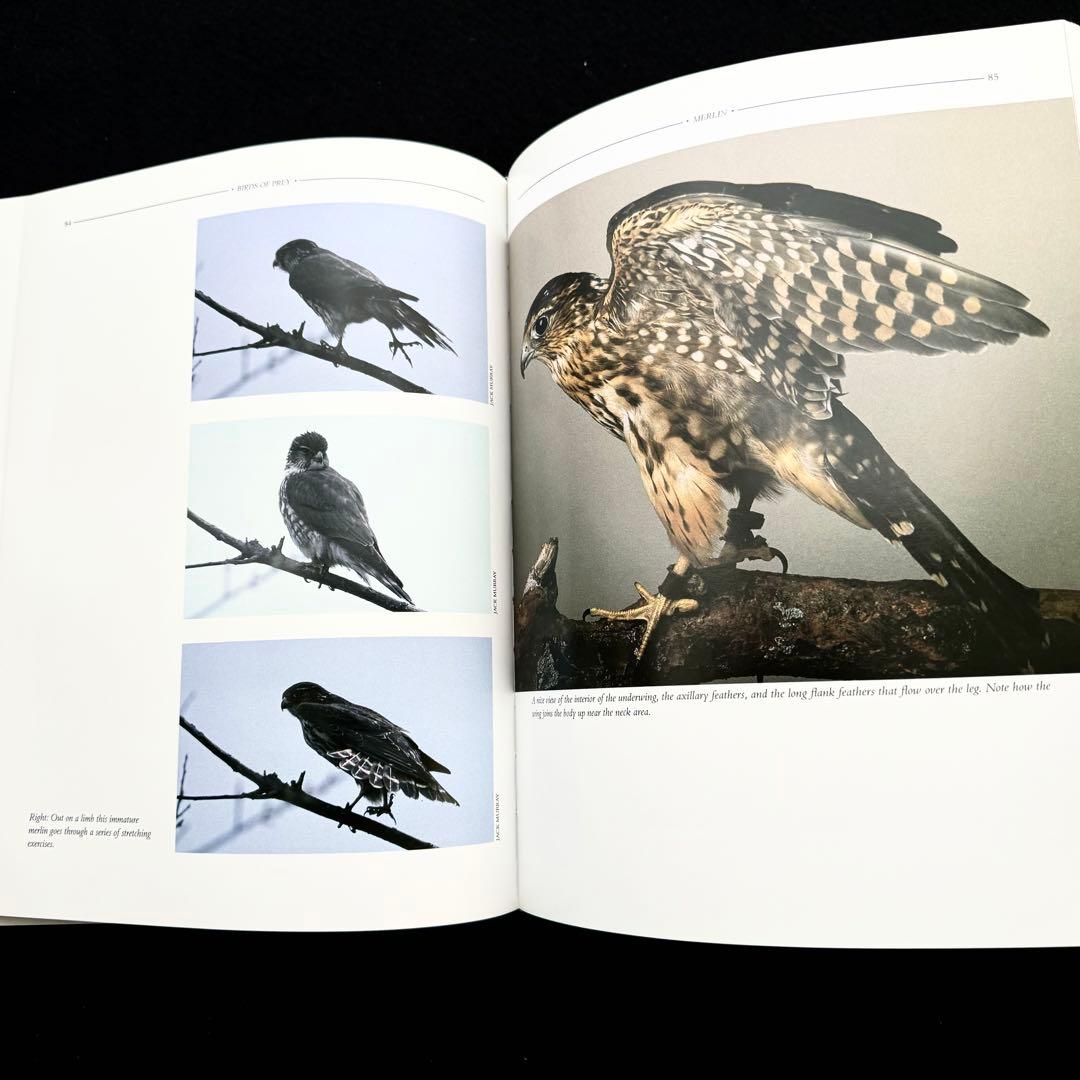 タカ ハヤブサなど猛禽類 写真集「Birds of Prey」フロイド・ショルツ