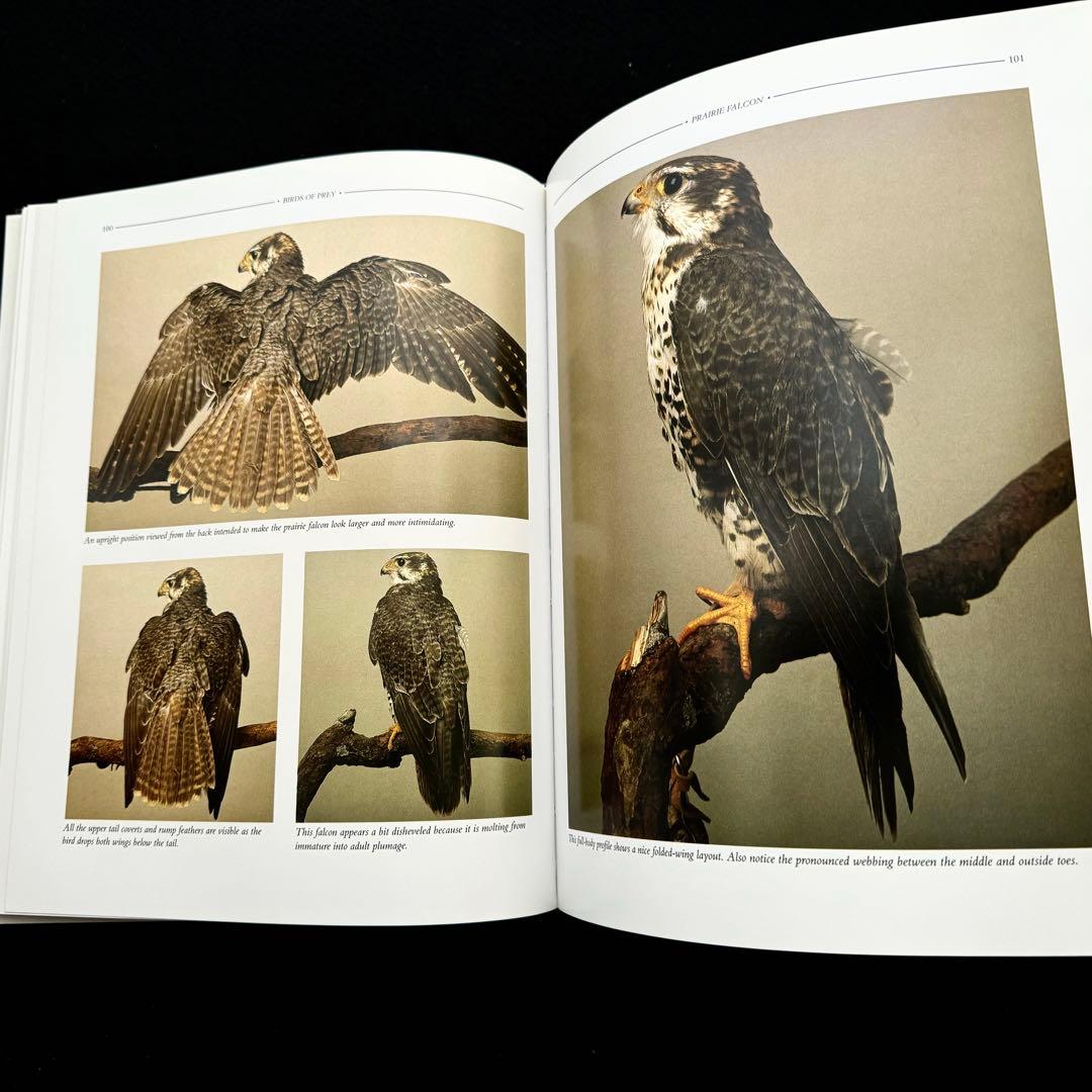 タカ ハヤブサなど猛禽類 写真集「Birds of Prey」フロイド・ショルツ