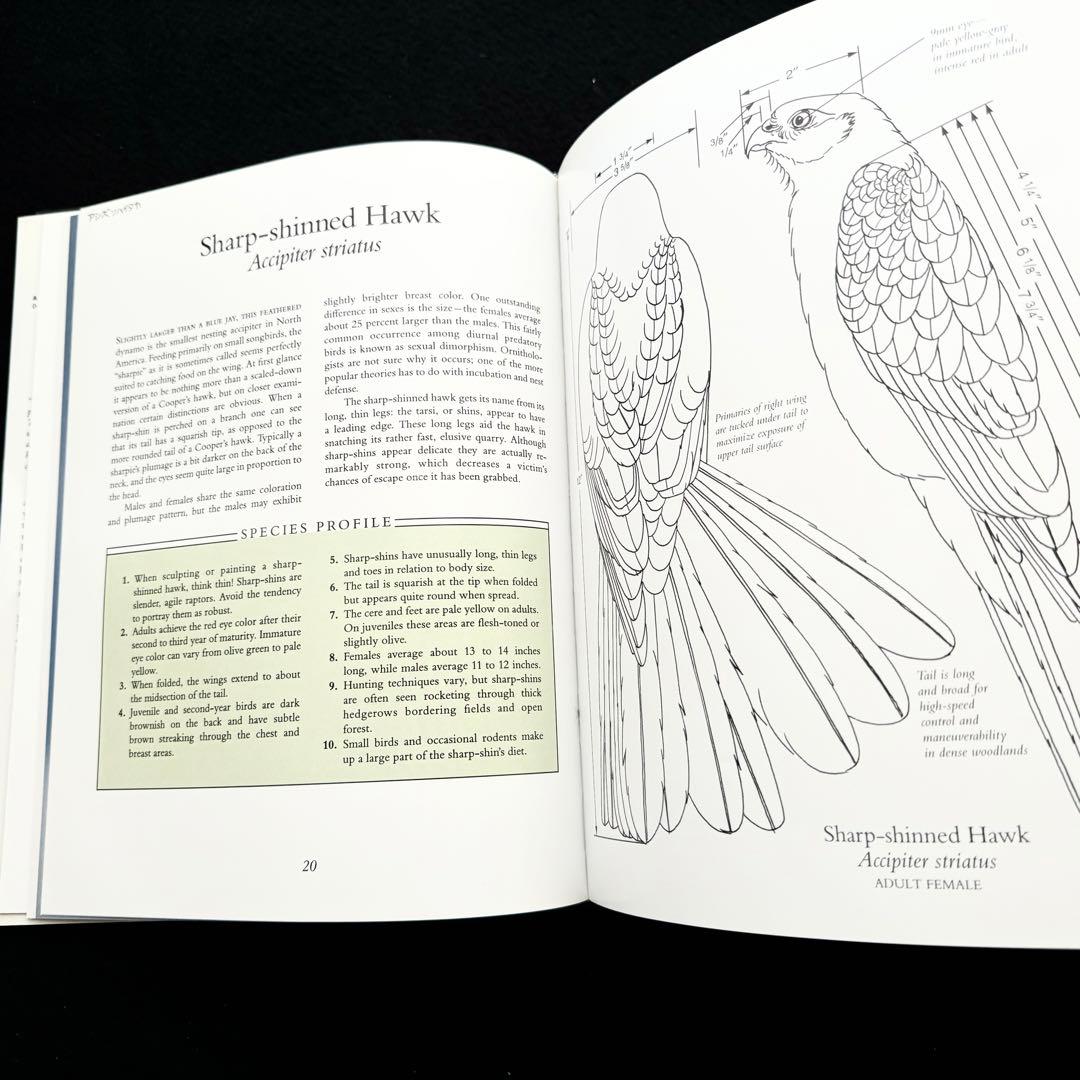 タカ ハヤブサなど猛禽類 写真集「Birds of Prey」フロイド・ショルツ