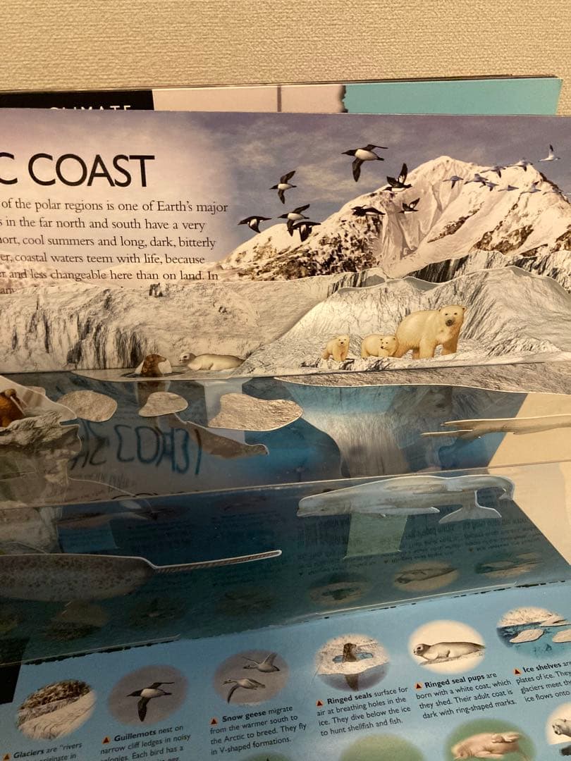 洋書多読　図鑑など7冊　恐竜　鉱物　古生物encyclopedia 人体