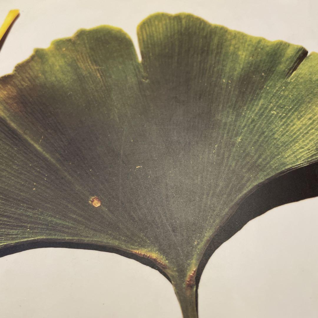 PASSAGE アーヴィング・ペン　アーヴィンペン　パッセージ