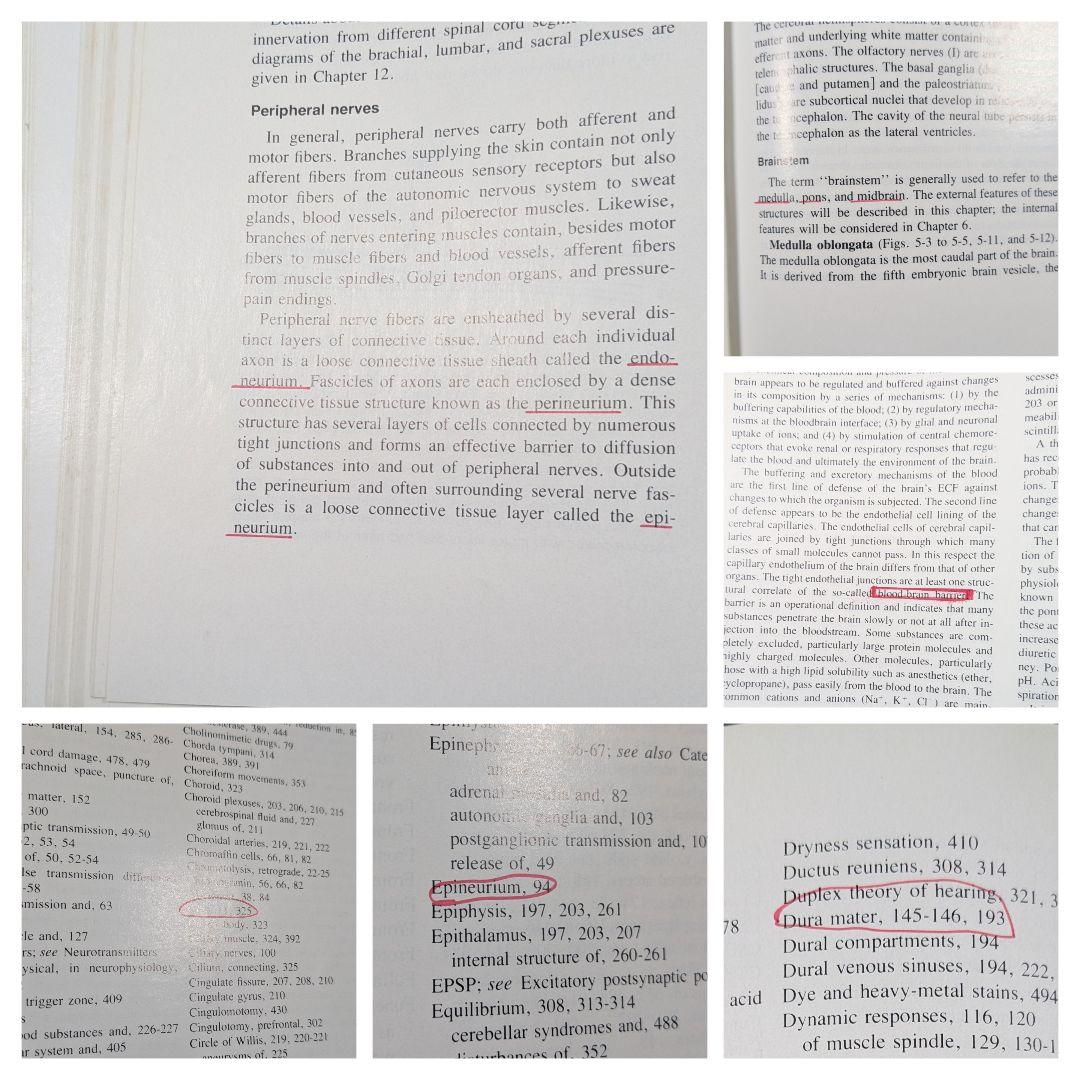 洋書　Medical Neurobiology