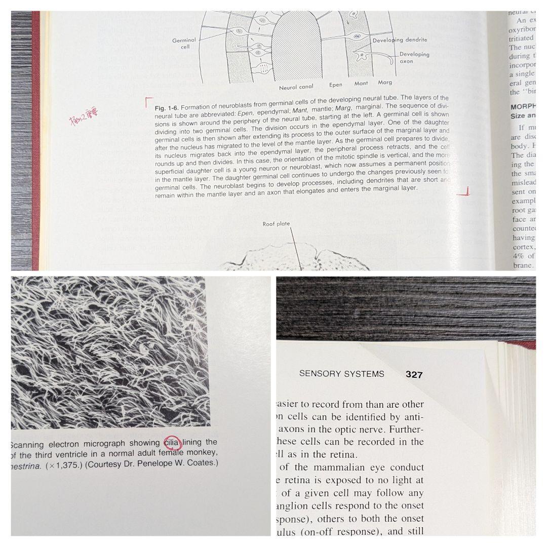 洋書　Medical Neurobiology