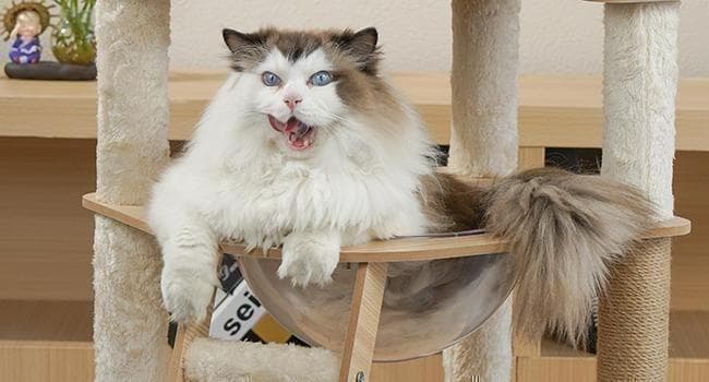 キャットタワー 木製 スリム 多頭飼い 据え置き 宇宙船 nkz06省スペース