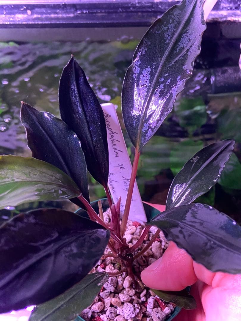 【限定1株】 ブセファランドラ sp, モトレイアーナ 極紫個体 水上葉
