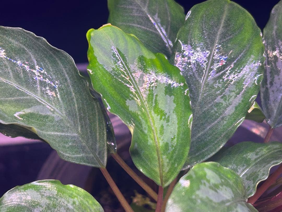 たお品Bucephalandra sp.Pearl gray【TB】