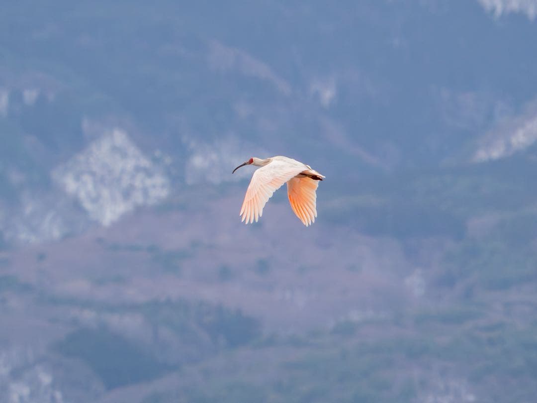 OMSYSTEM M.ZUIKO 40-150mm F2.8 PRO＋MC-20