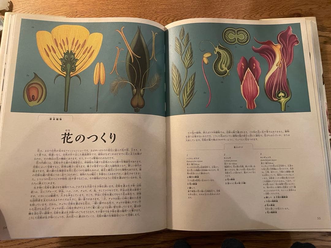 ボタニカム ようこそ植物の博物館へ