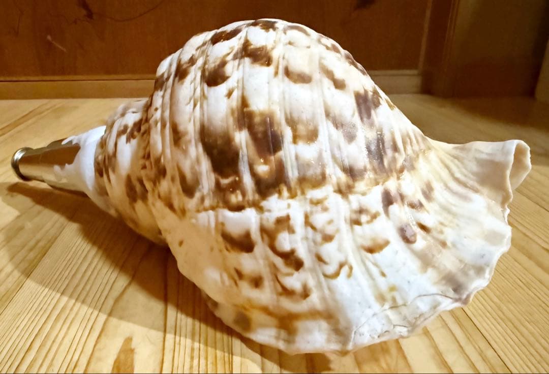 修験道法螺貝32.5㎝　山伏　密教　魔除け　熊よけ❣️ホラガイ　ほら貝