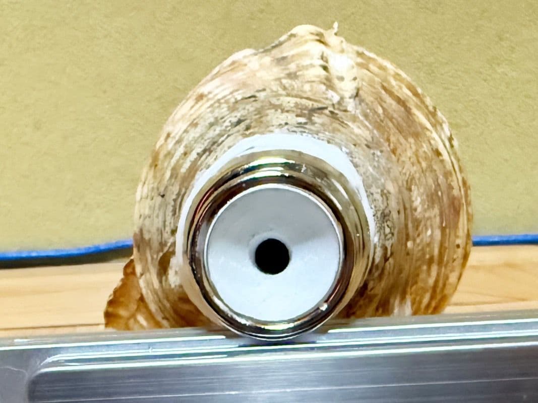 特大40㎝修験道法螺貝 山伏