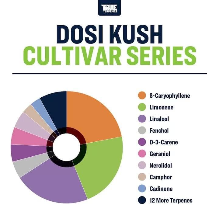 TRUE テルペン 香料 CBD CBN CBG 10ml ドシクッシュ