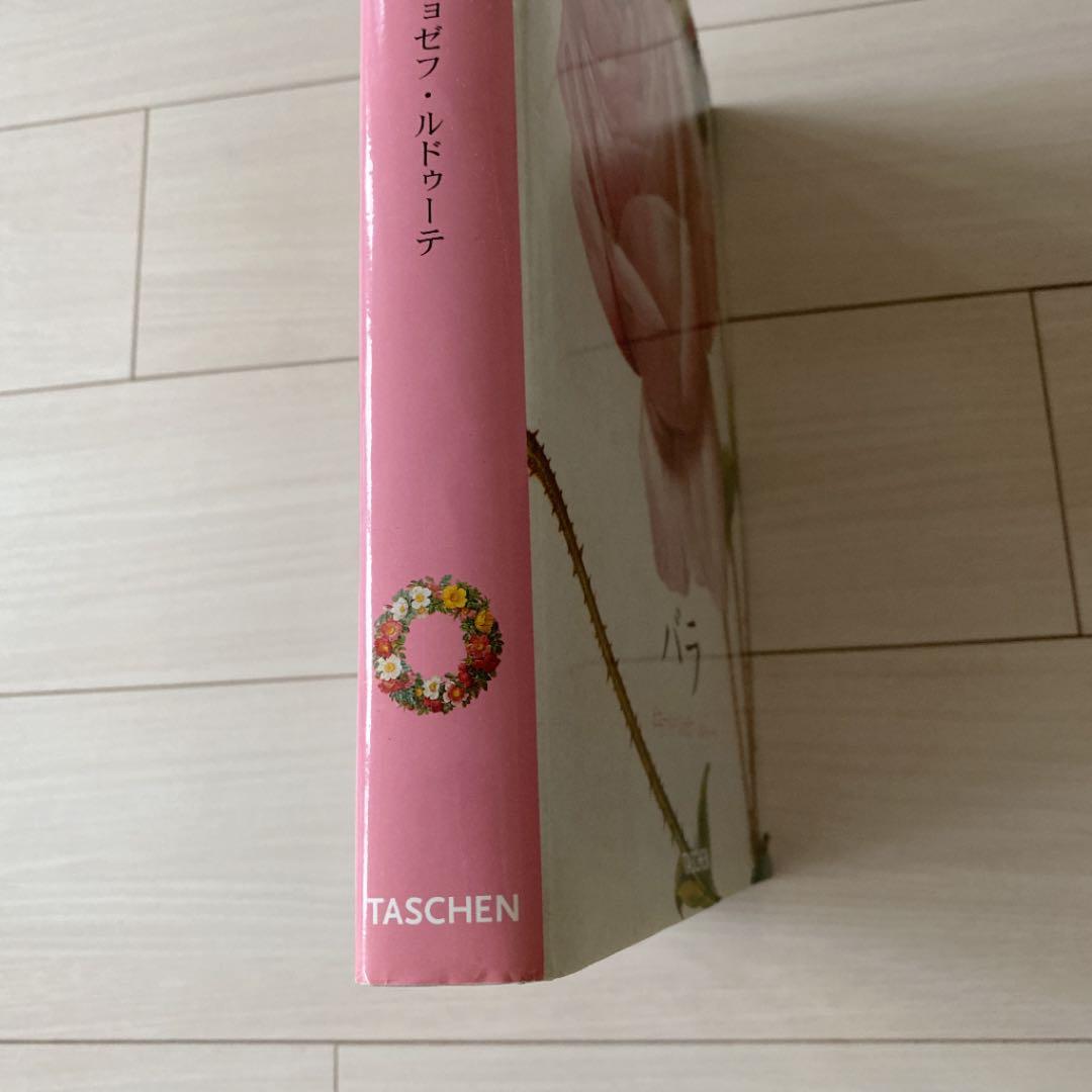 バラ　ルドゥーテ